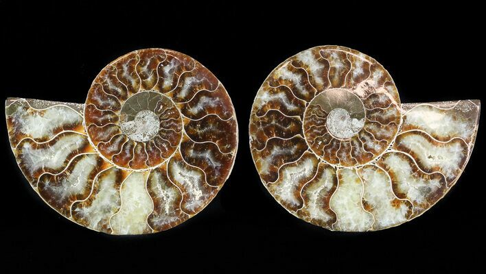 Sliced Fossil Ammonite Pair - Agatized #46504